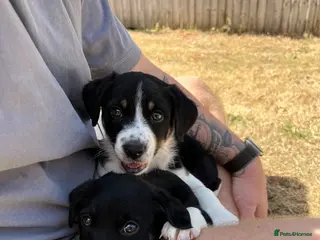 Border Collie dogs Beautiful Border Collie Puppies – 6 weeks old! - Advert 1