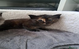 Maine Coon cats for sale: X2 maincoon cross girls - Image 2