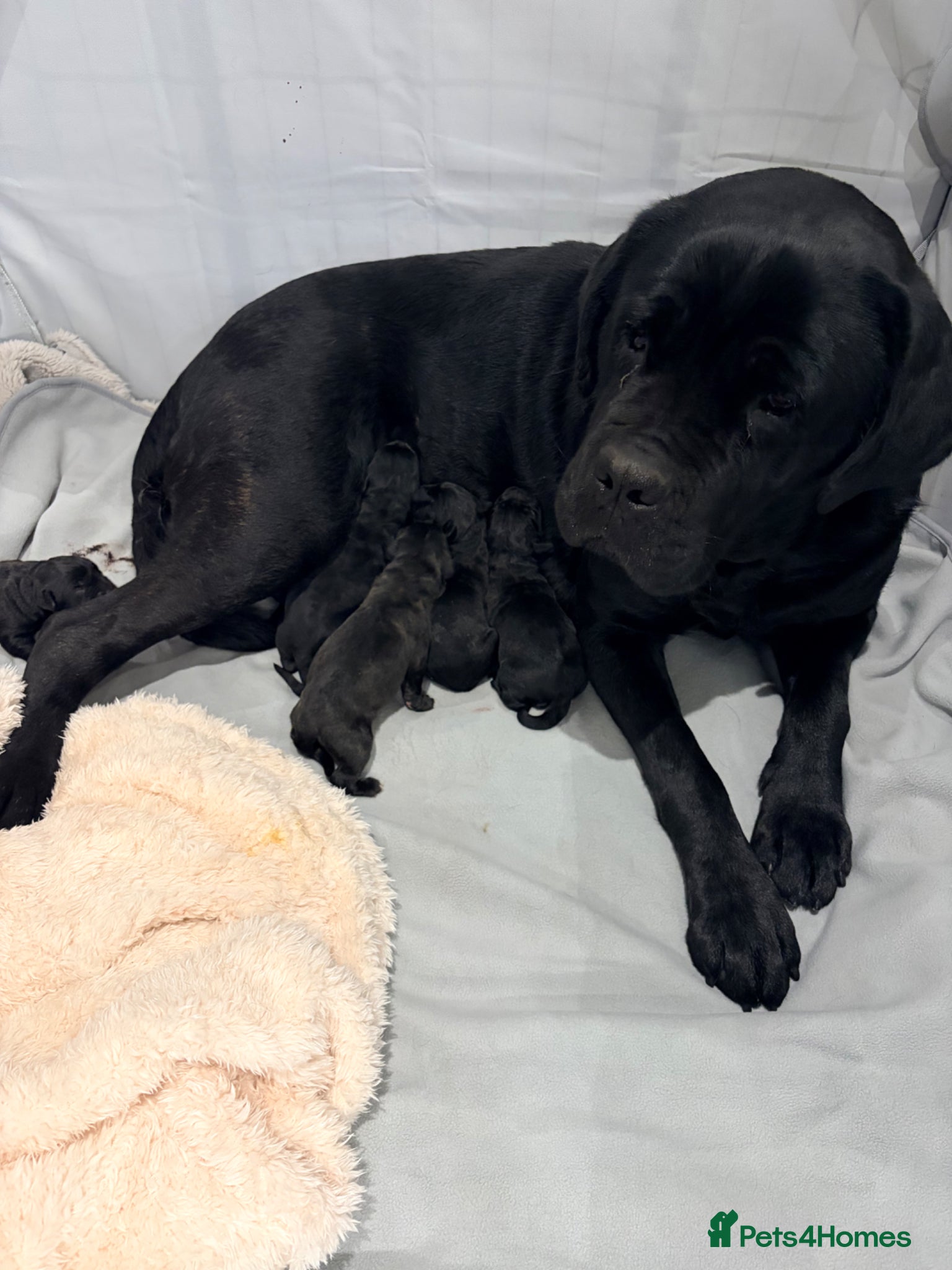 Cane Corso dogs Cane Corso puppy’s  - Advert 1