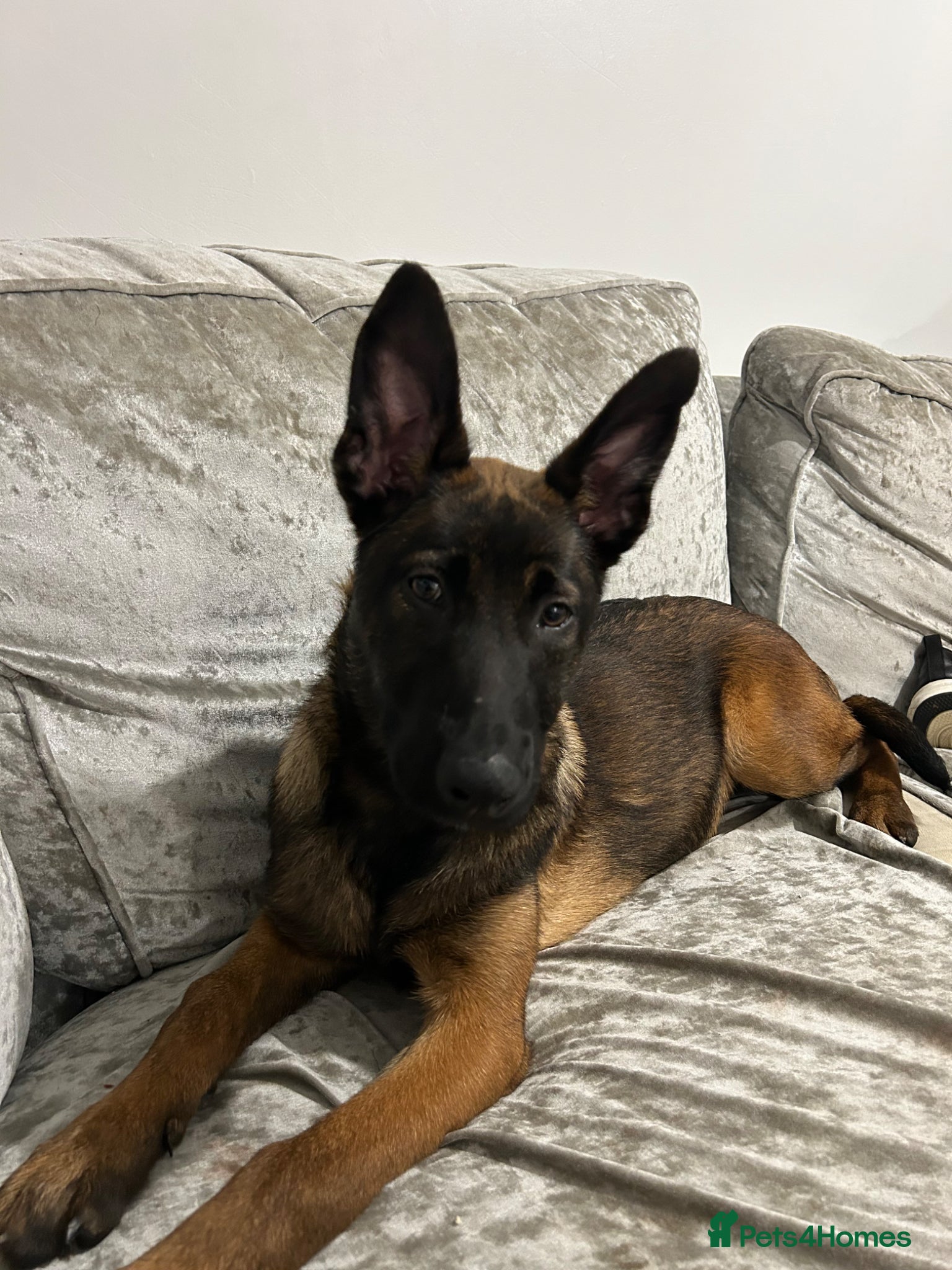 Belgian Shepherd Dog dogs 4 Month Old Belgian Malinois - Advert 1