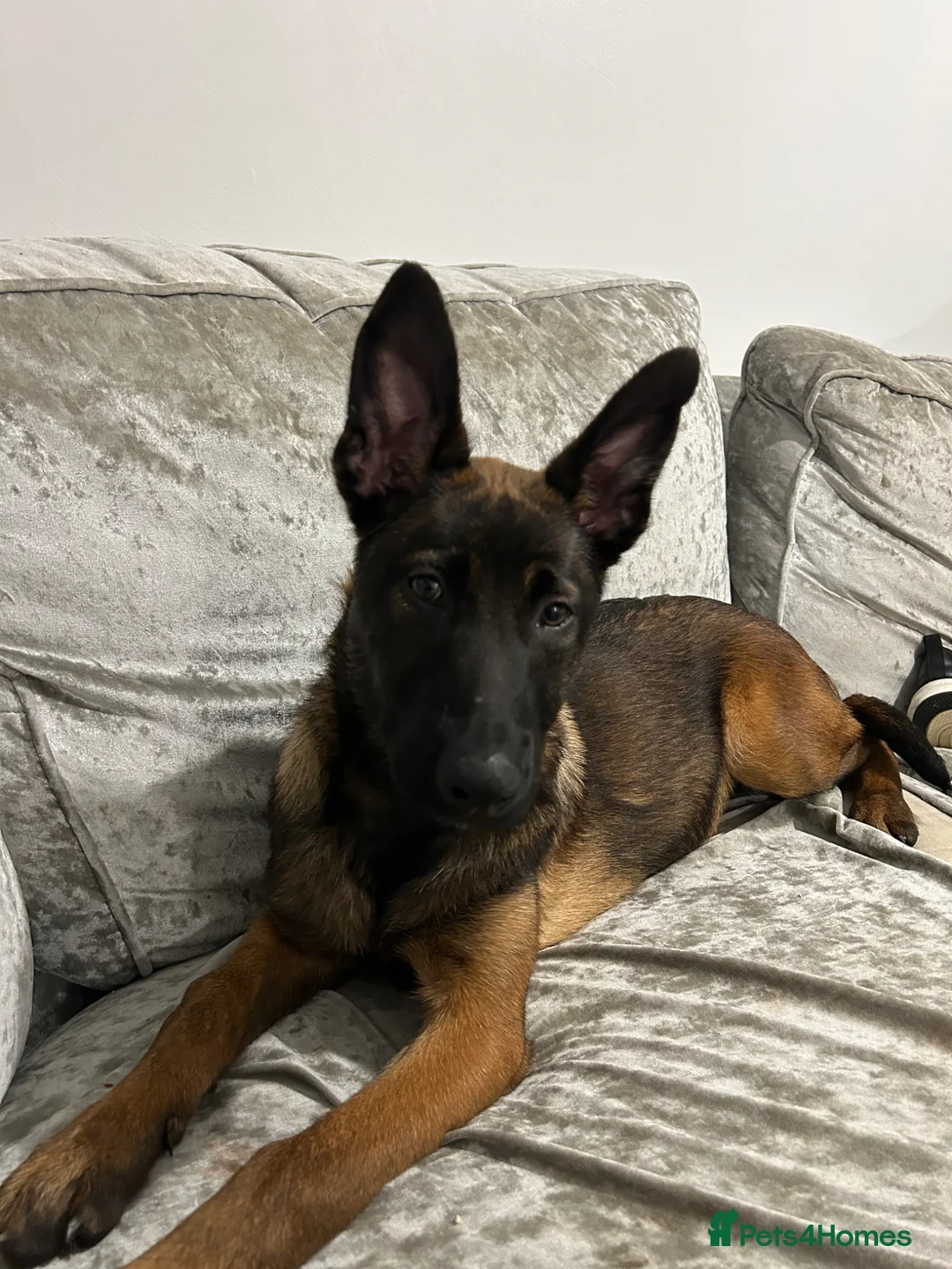 Belgian Shepherd Dog dogs for sale: 4 Month Old Belgian Malinois - Advert 1