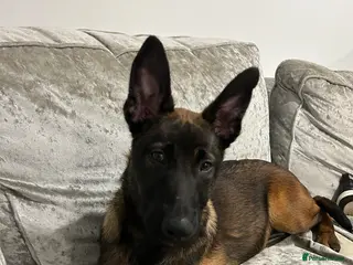 Belgian Shepherd Dog dogs 4 Month Old Belgian Malinois - Advert 1