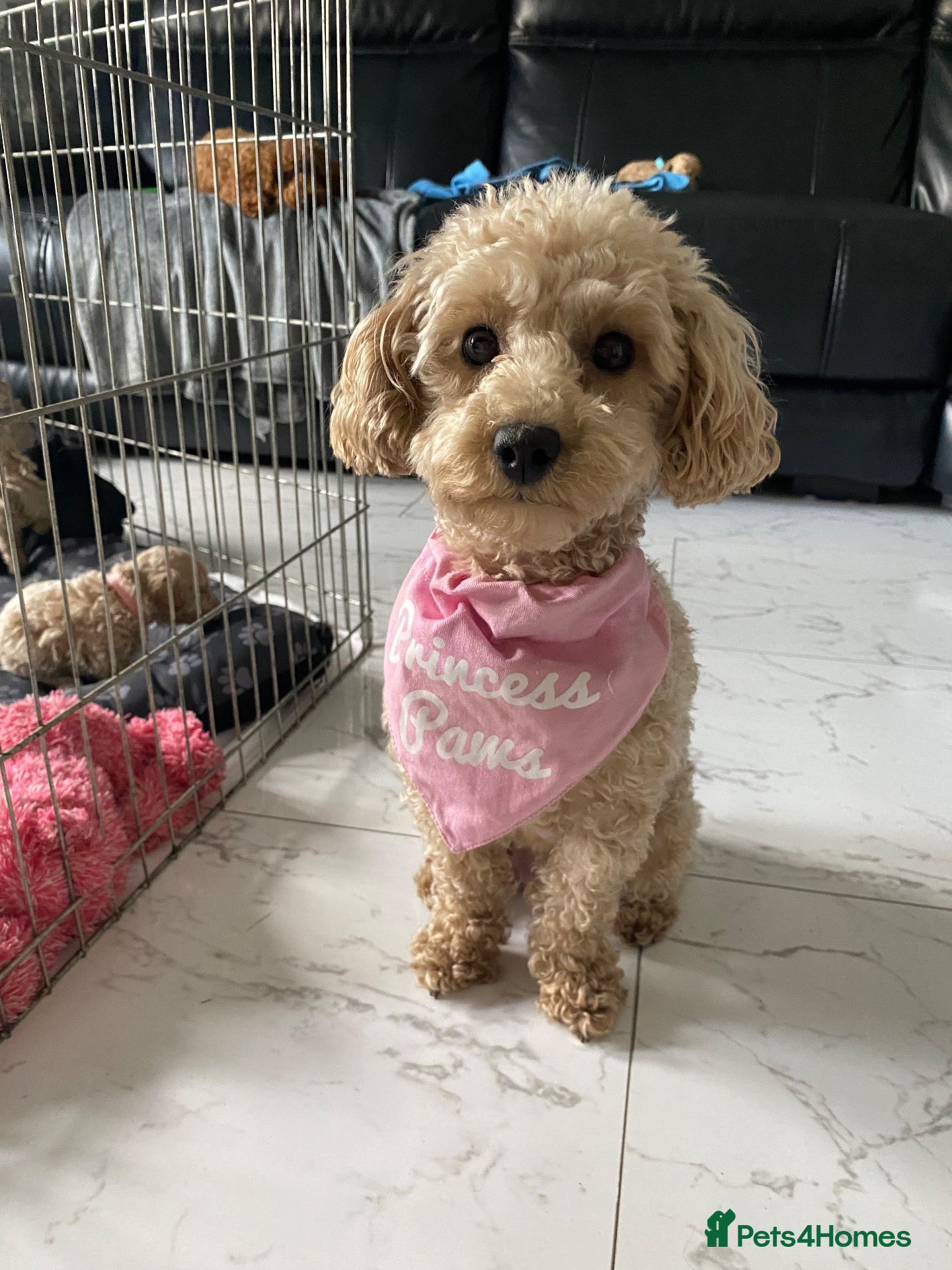 Toy Poodle dogs Beautiful Toy Poodle Puppies 🐾💫 - Advert 11