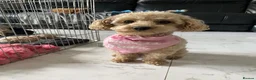 Toy Poodle dogs for sale: Beautiful Toy Poodle Puppies 🐾💫 - Advert 1