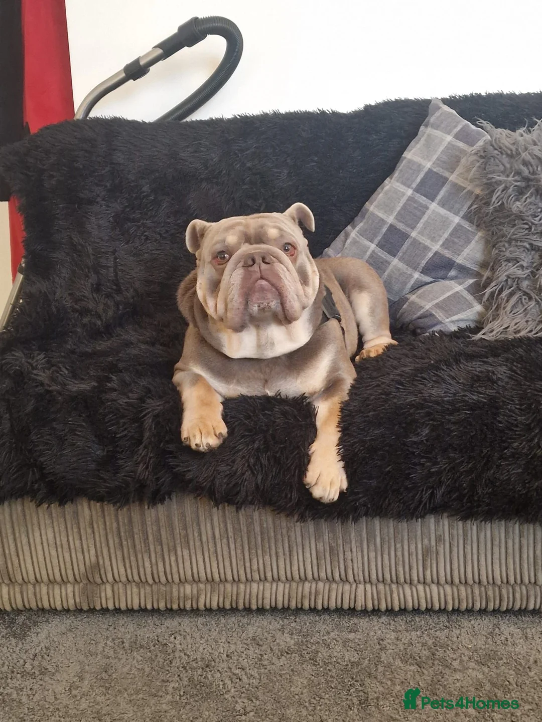 English Bulldog dogs for sale: MALE KC BULLDOG  - Advert 4