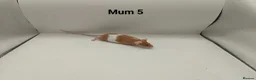 Mouse rodents for sale: 🐁August Mice Are Here!🐁 - Advert 14