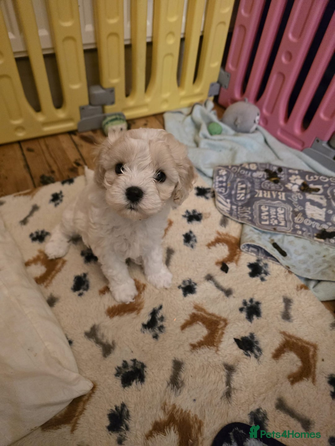 Cavapoochon dogs for sale: Gorgeous Cavapoochon girl  - Advert 1