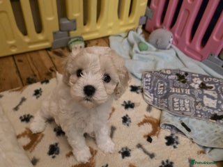 Cavapoochon dogs Gorgeous Cavapoochon girl - Advert 2