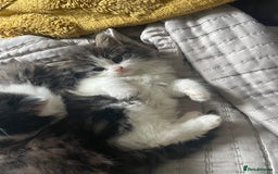 Mixed Breed cats for sale: four Gorgeous kittens looking for a loving home  - Image 3