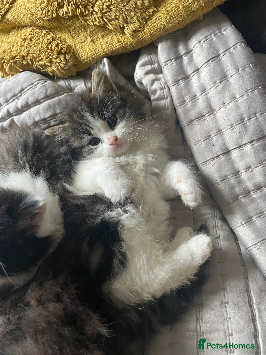 Mixed Breed cats for sale: four Gorgeous kittens looking for a loving home  - Image 3