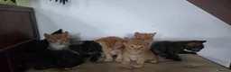 Mixed Breed cats for sale: 8 kitten looking for new forever homes  - Advert 5