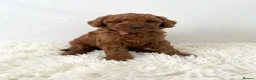 Mixed Breed dogs for sale: Multigen Labradoodle Puppies DNA Clear Parents 🧬  - Advert 5