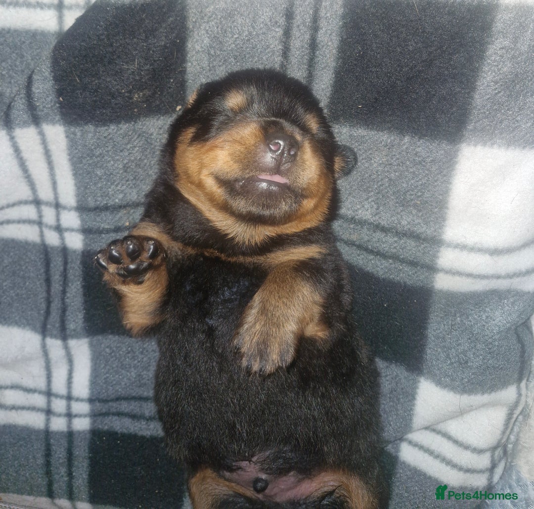 Rottweiler dogs for sale: Beautiful rottweiler puppys  - Image 8