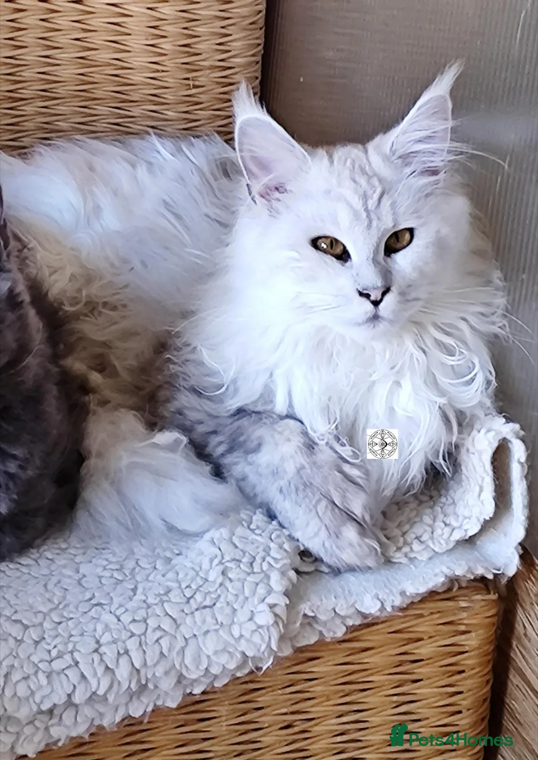 Maine Coon cats for sale: Gorgous maine coon polidactyl girl ❤️ - Advert 9