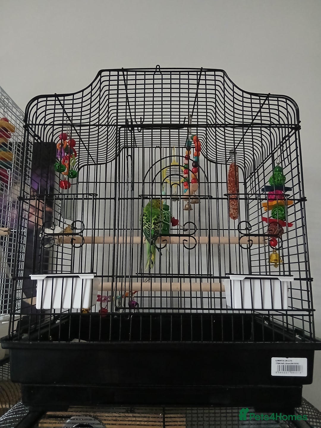 Budgerigars birds for sale: Male budgie ( green yellow black ) - Image 3