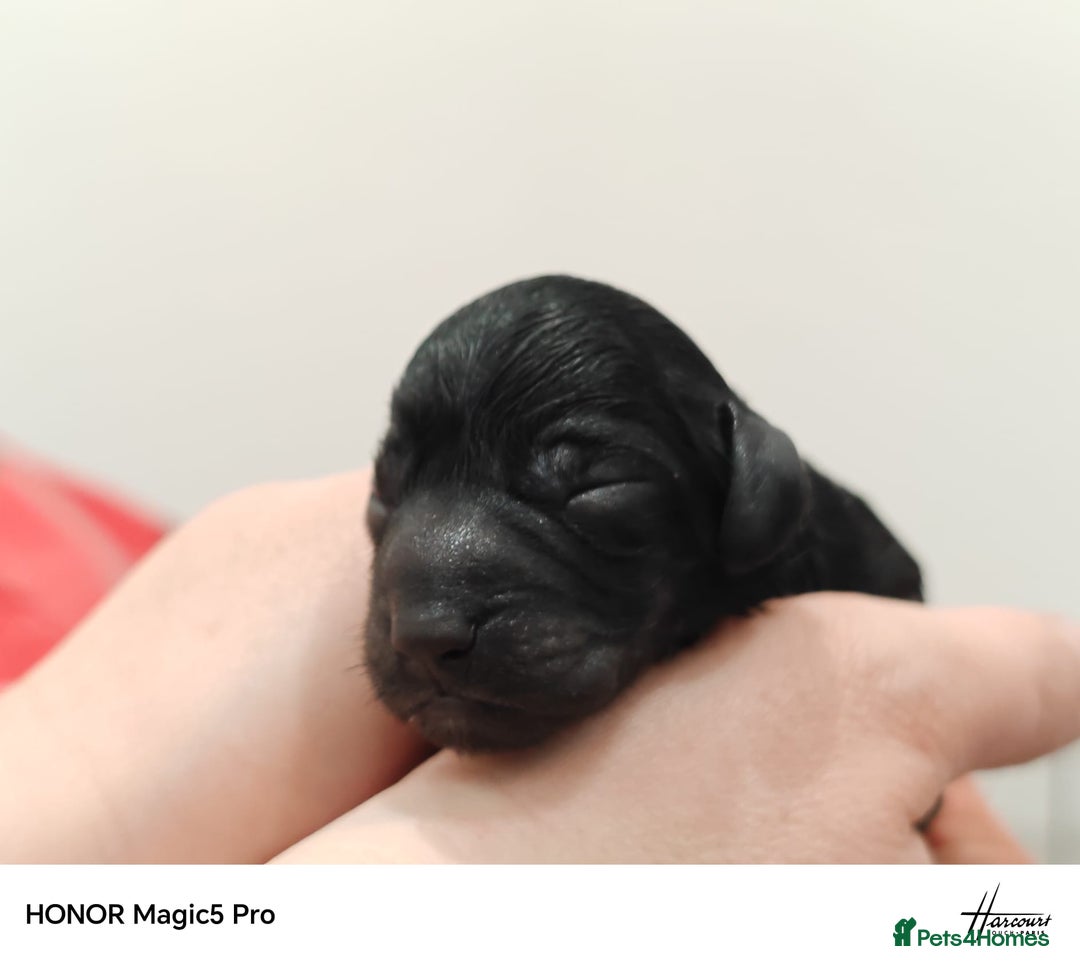 Bordoodle dogs for sale: Bordoodle  - Advert 3