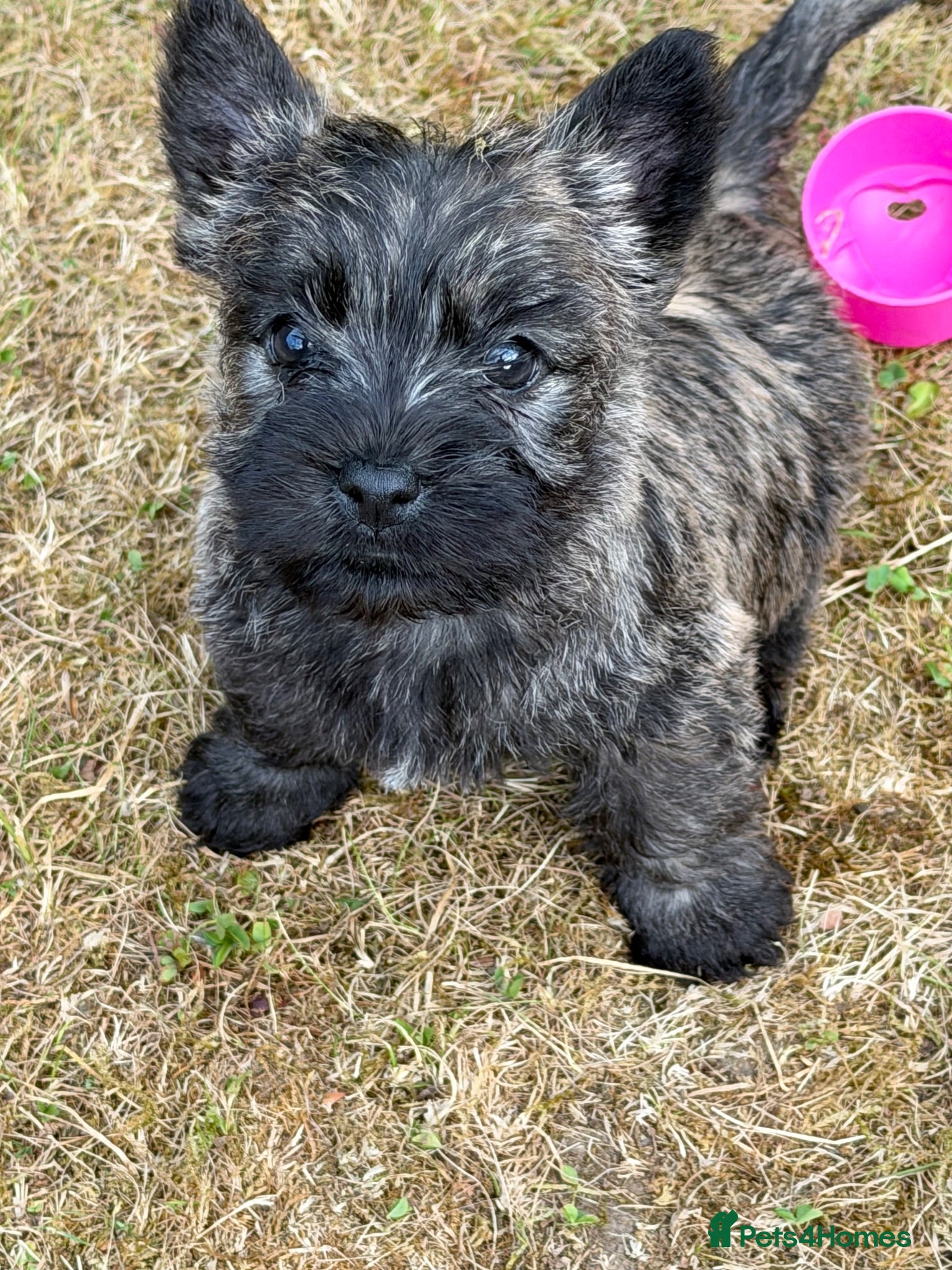 Cairn Terrier dogs Sweetest Little KC Reg Cairn Terrier Puppies.  - Advert 1