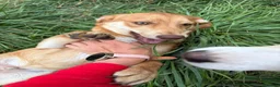 Mixed Breed dogs for adoption: 💙PRINCE💙 7 mo old affectionate small puppy boy in Coventry - Advert 2