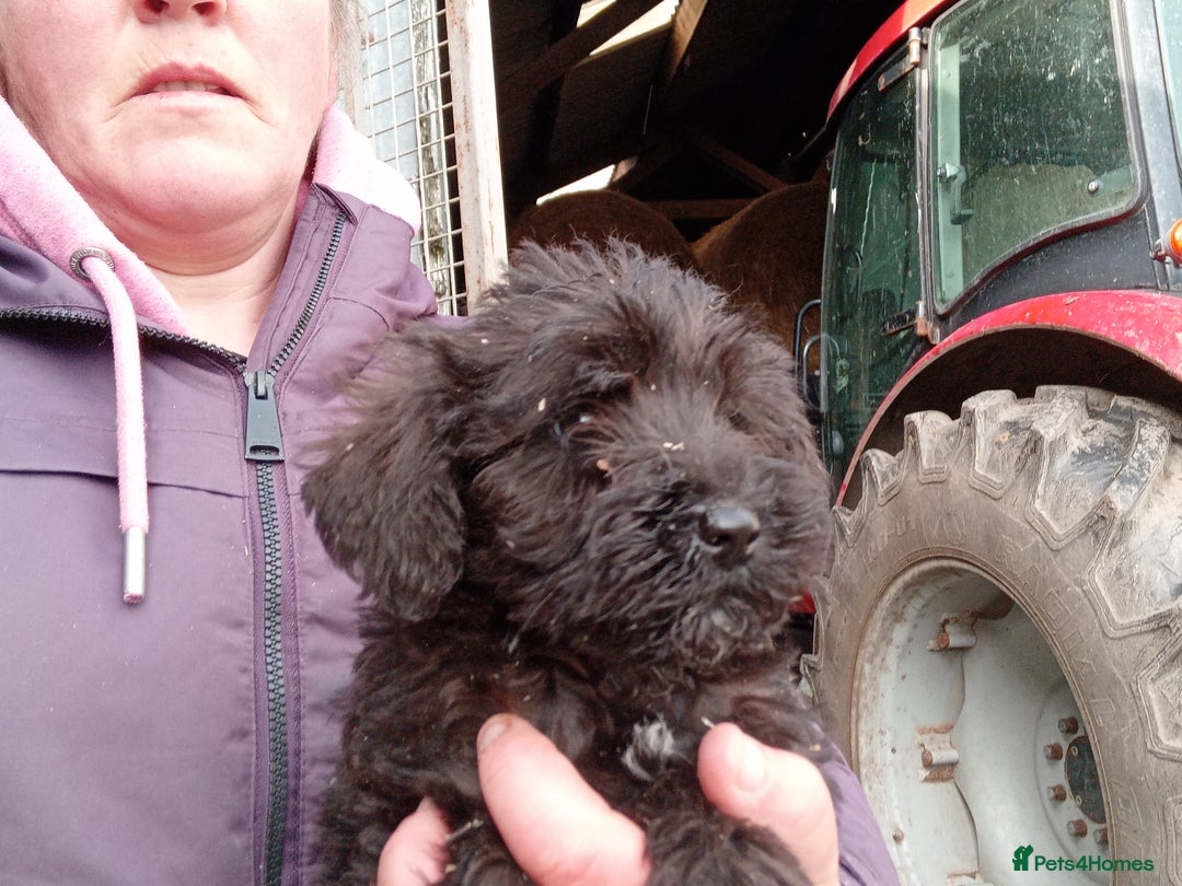 Mixed Breed dogs for sale: Schnoodle pups - Advert 7