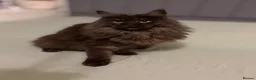 Maine Coon cats for sale: GCCF MAINE COON KITTENS - Advert 19