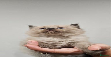 Ragdoll cats - Advert 1