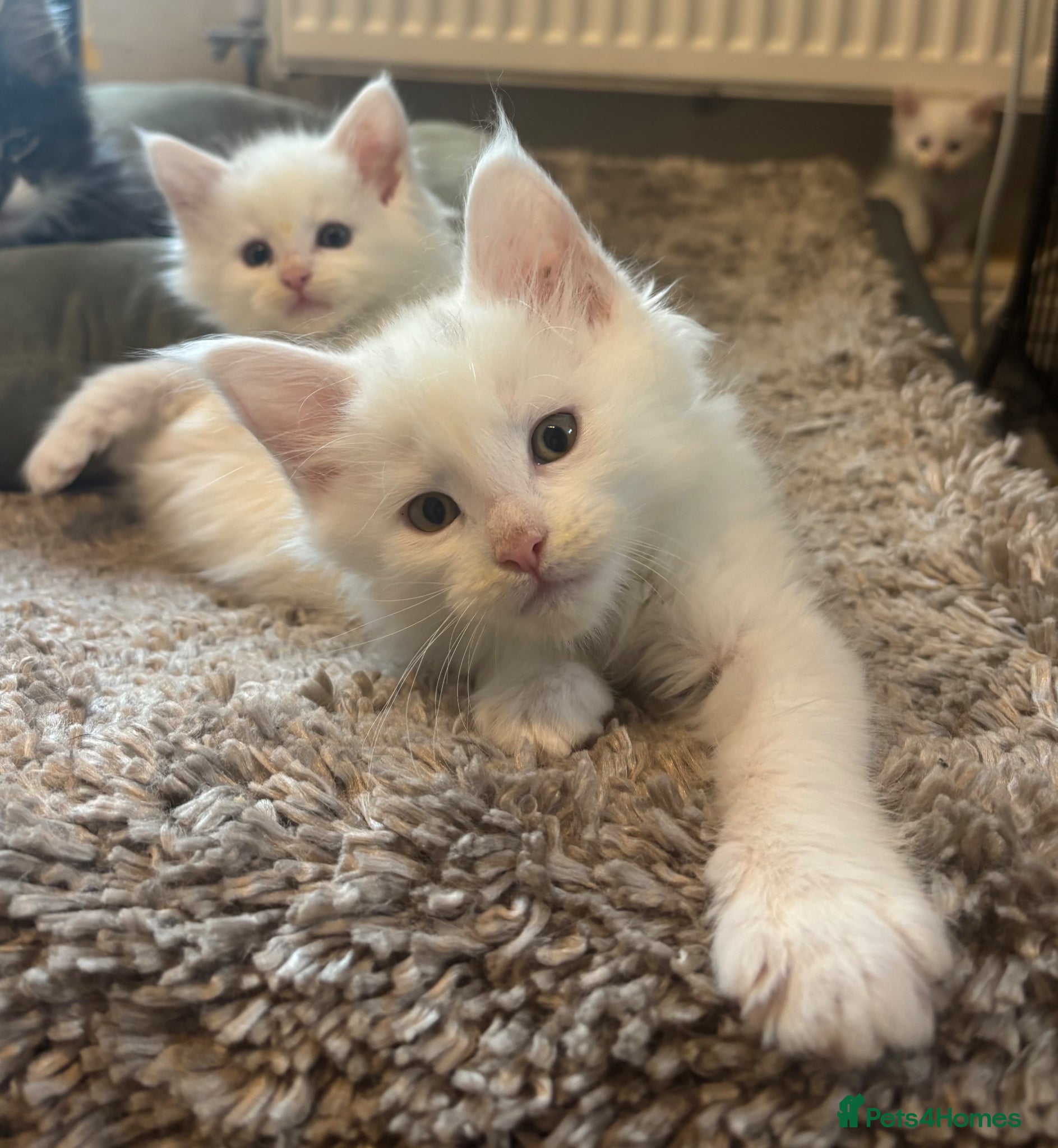 Maine Coon cats for sale: Maine coon kittens for sale. Some polydactyl.  in Trimdon Station - Advert 15