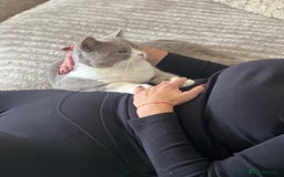 British Shorthair cats for sale: Beautiful BH Bicolour Kittens. Ready now! - Image 19