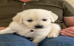 Golden Retriever dogs for sale: Fabulous golden retriever puppies  - Image 23