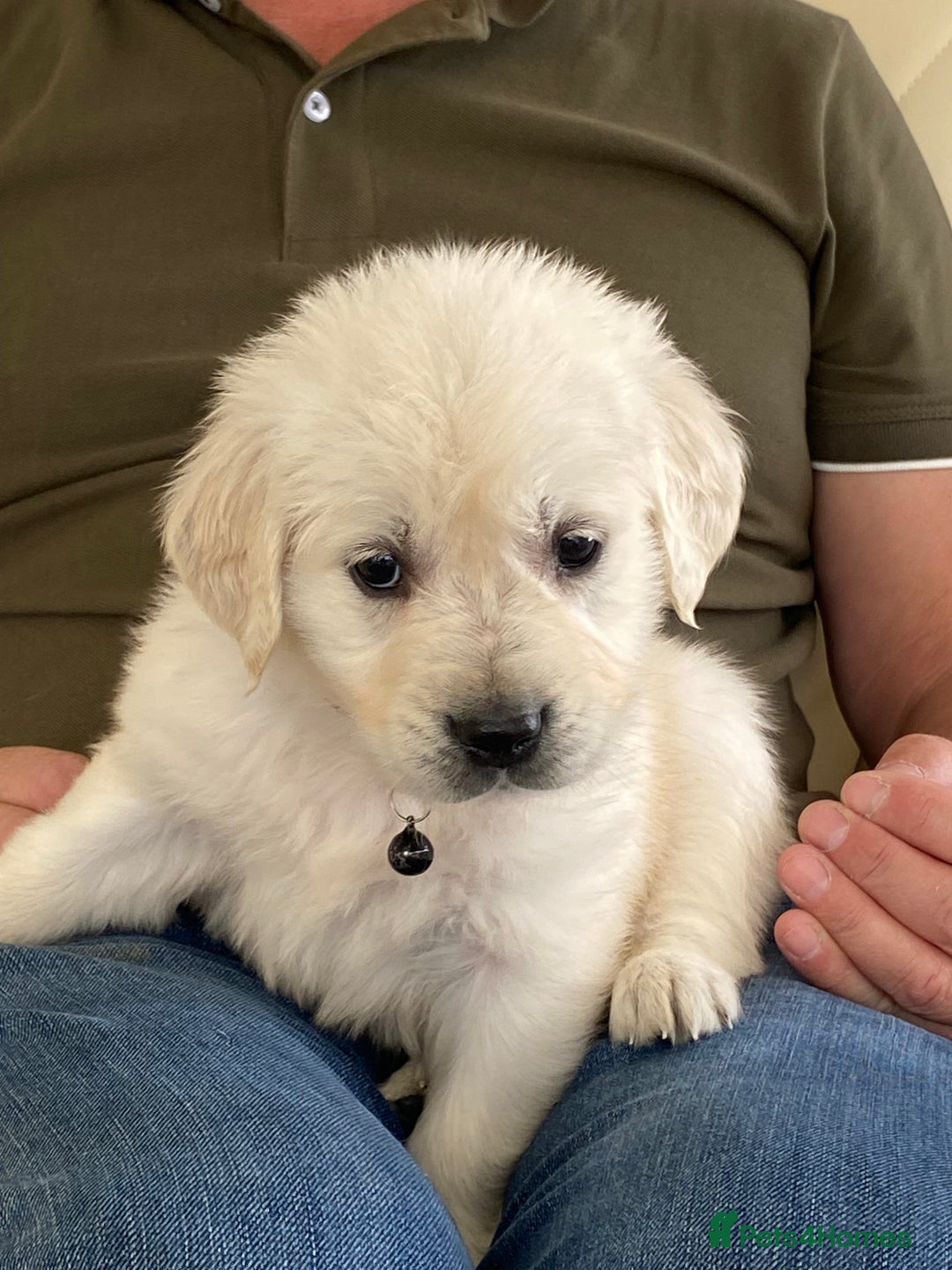 Golden Retriever dogs for sale: Fabulous golden retriever puppies  - Image 23