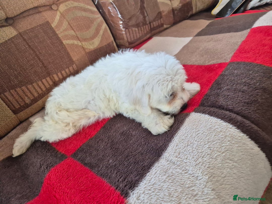 Jackapoo dogs for sale: jackapoo puppies - Image 8