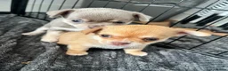 Chihuahua dogs for sale: Chihuahua puppies 2 boys kc registered  - Advert 3