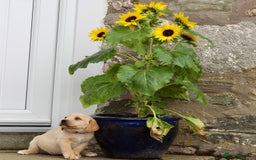 Labrador Retriever dogs for sale: Black and Yellow Working Labrador Puppies  - Image 28