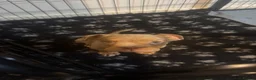 Olde English Bulldogge dogs for sale: Stunning puppies - Advert 8