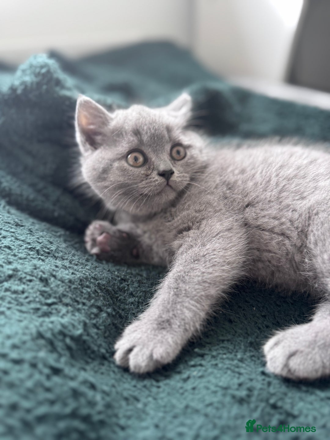 British Shorthair cats for sale: British shorthair kittens 🐈‍⬛ - Advert 27