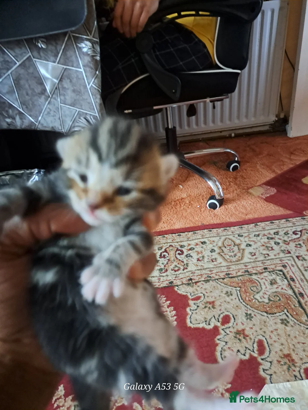 American Shorthair cats for sale: Kittens 3 females and one male in Slough - Advert 2