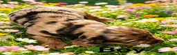 Cockapoo dogs for sale: DNA CLEAR, Stunning F1 Cockapoo puppies - Advert 4