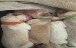 Goldador dogs for sale: Goldadors | Ready to leave 27/07/2025 in Milton Keynes - Image 18