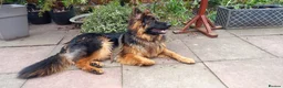 German Shepherd dogs for sale: Kc German Shepard long haired  - Advert 9