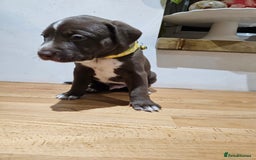 Mixed Breed dogs for sale: Litter of 7 dalmatian cross puppies - Image 12