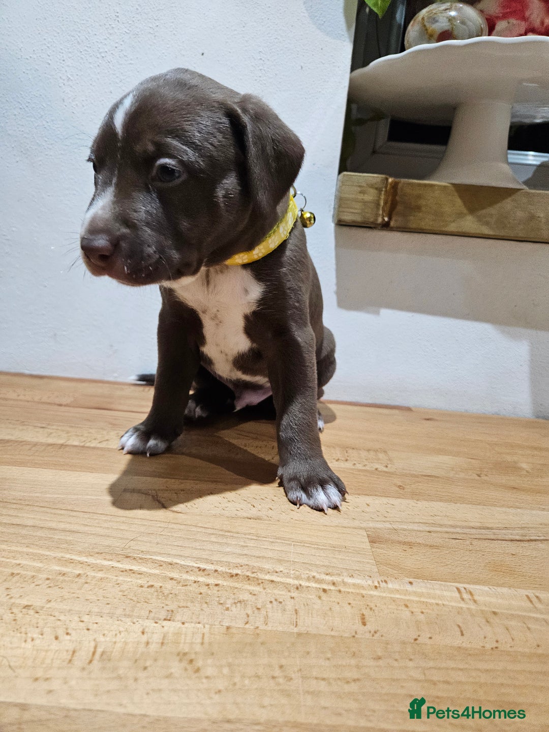 Mixed Breed dogs for sale: Litter of 7 dalmatian cross puppies - Image 12