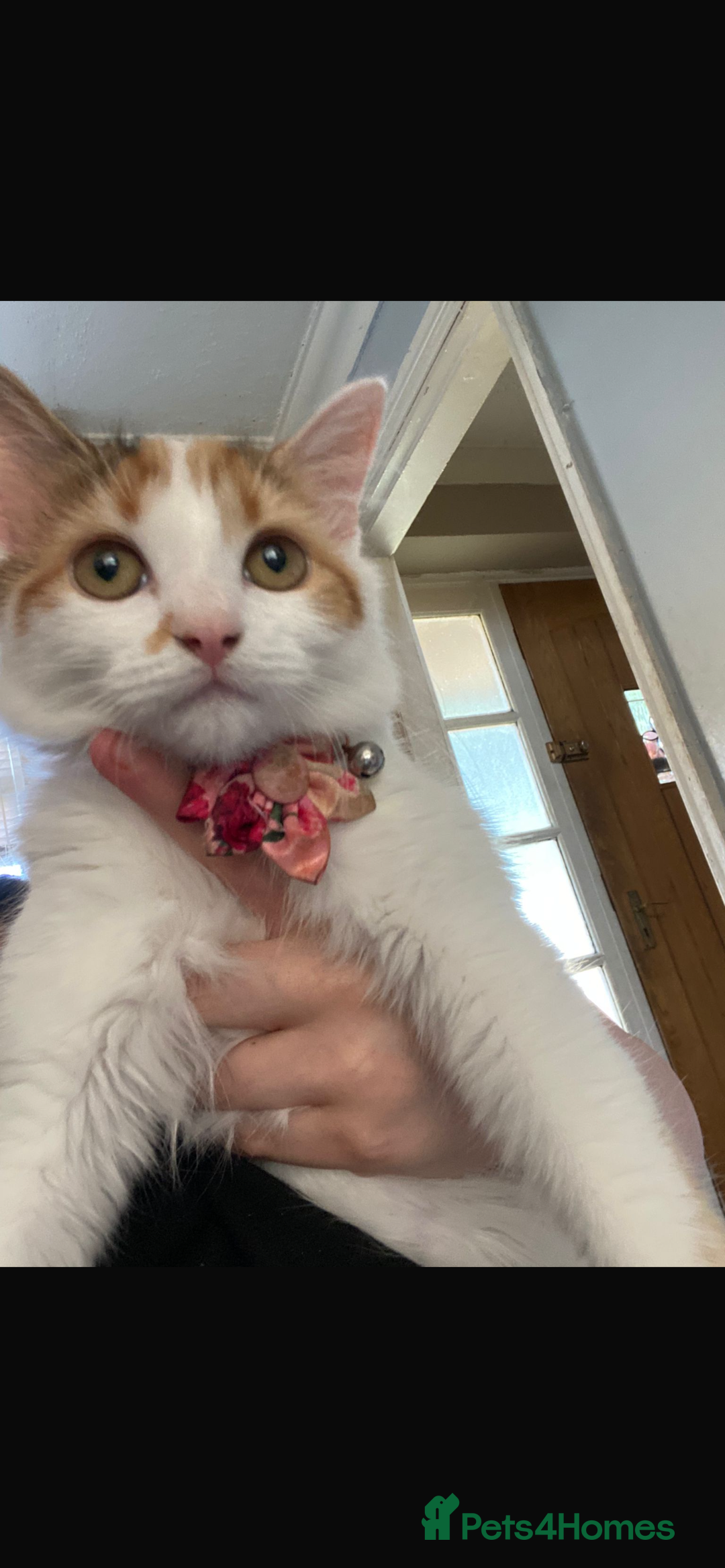 Mixed Breed cats for sale: 2  **  Day boys looking for  forever homes  - Advert 1