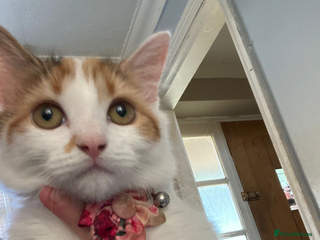 Mixed Breed cats 2 Christmas Day boys looking for forever homes - Advert 1