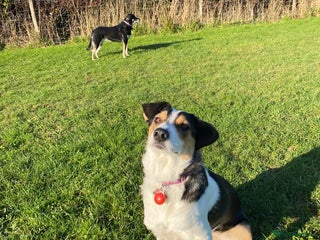 Mixed Breed dogs Angel 👼🏼 - Advert 9