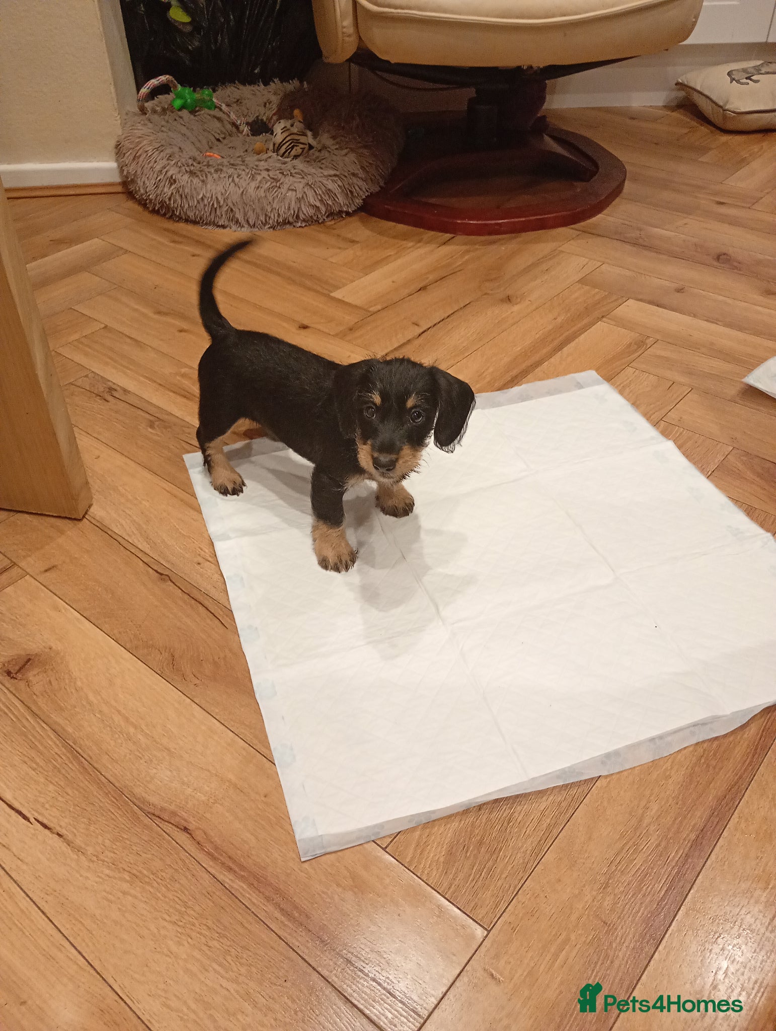 Mixed Breed dogs Miniature schnoxies  - Advert 1