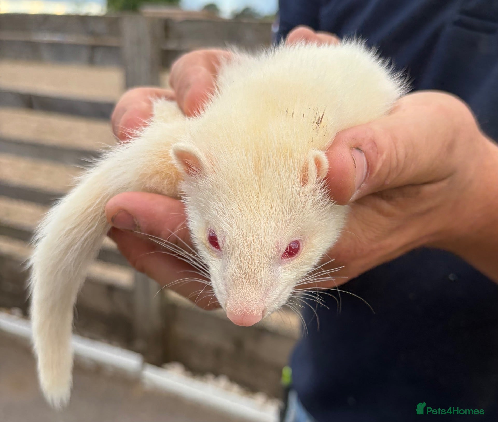 Ferret rodents One 6 month old albino Jill available.  - Advert 2
