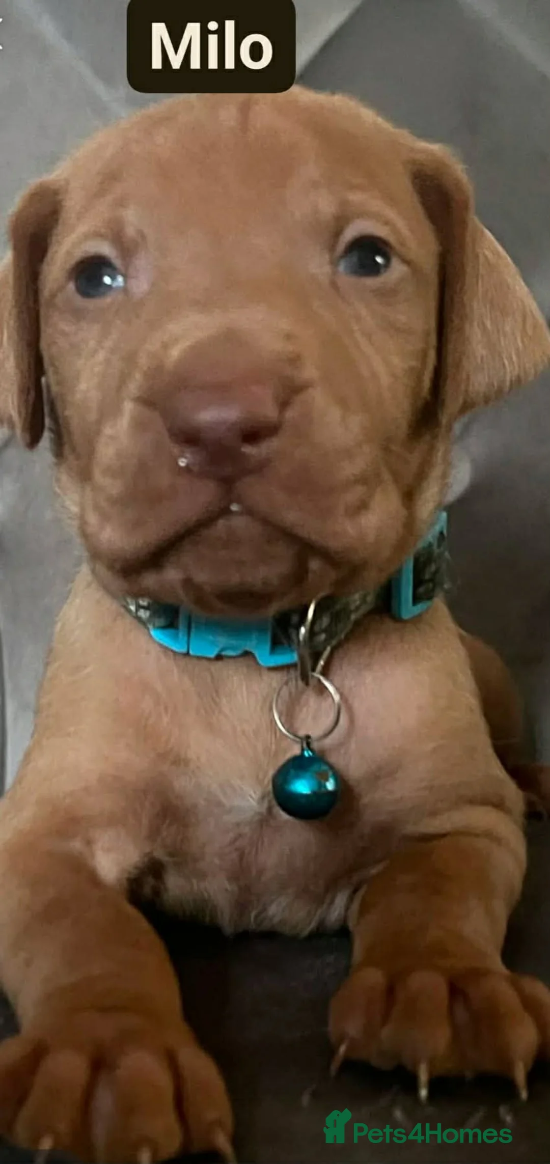 Hungarian Vizsla dogs for sale: Extra Ordinary Beautiful Hungarian Vizsla - Advert 16