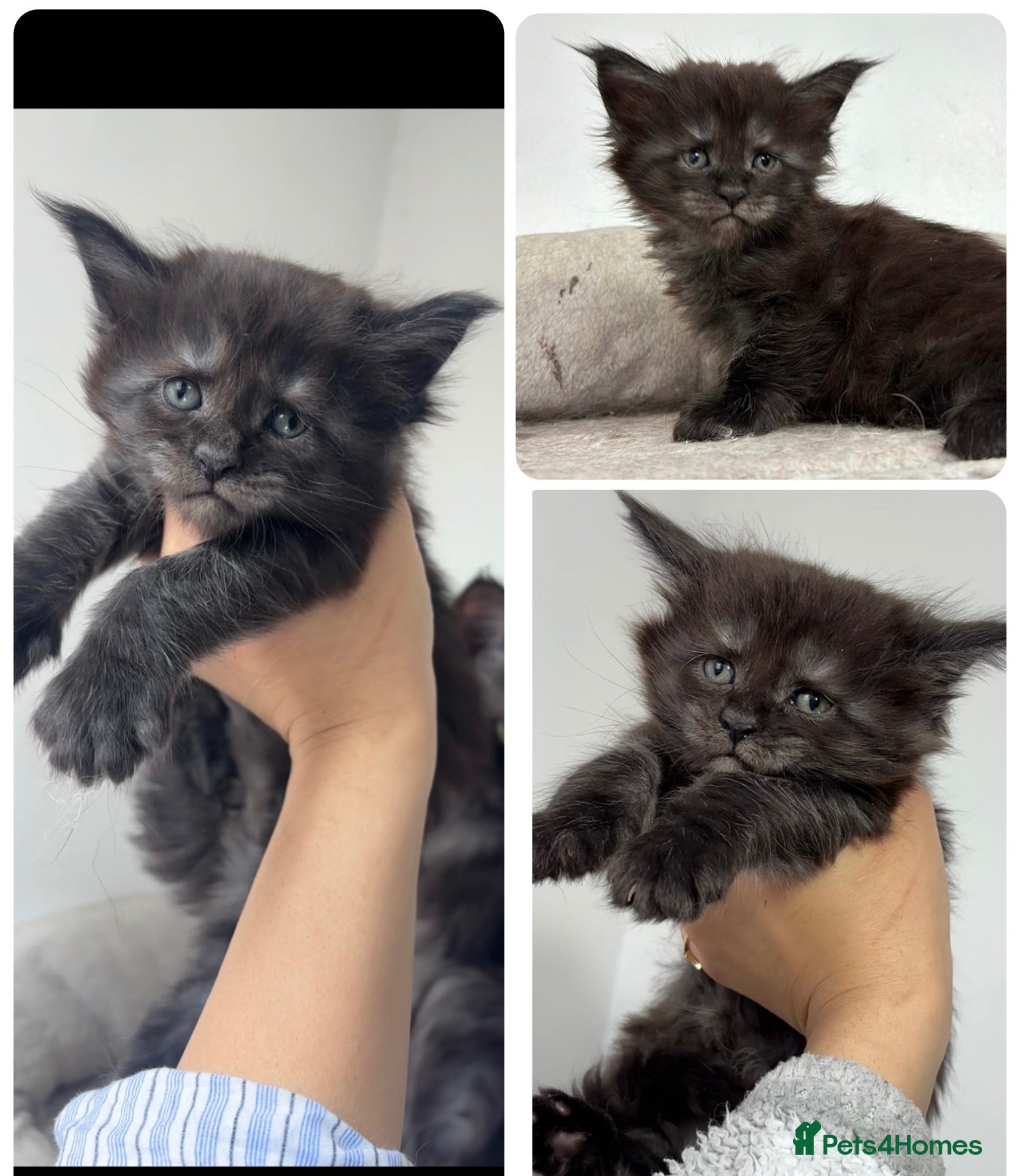 Maine Coon cats XXL RUSSIAN MAINE COON KITTENS - Advert 2