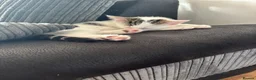 Mixed Breed cats for sale: Last little girl remaining.  in Newquay - Advert 2