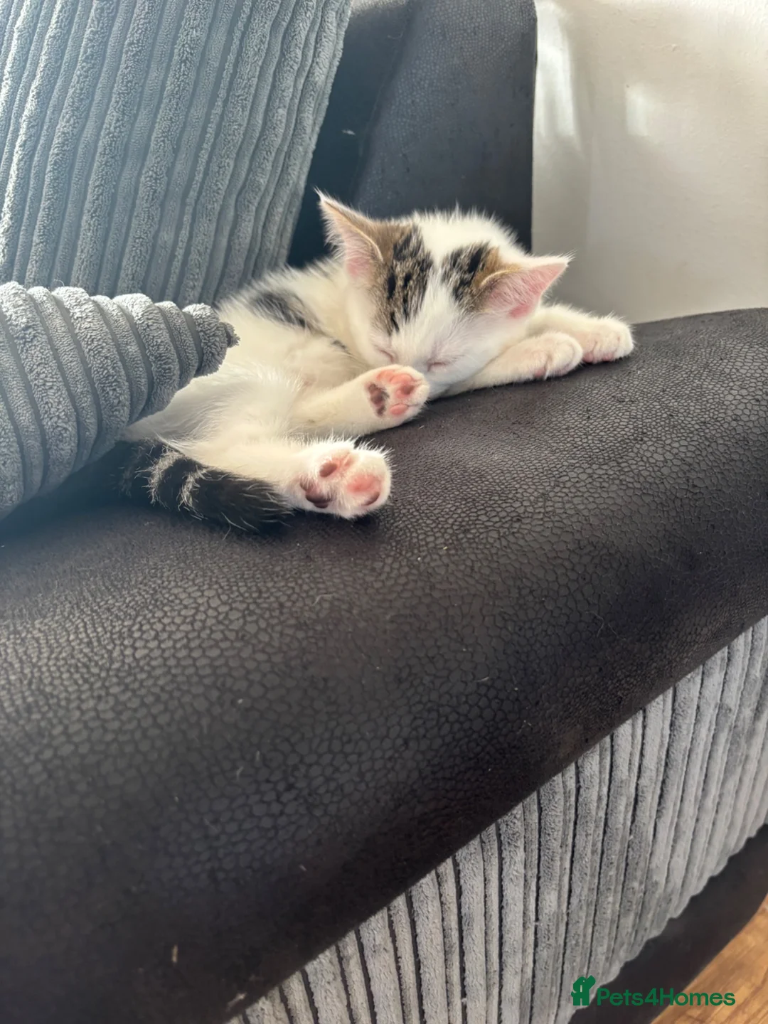 Mixed Breed cats for sale: Last little girl remaining.  in Newquay - Advert 2