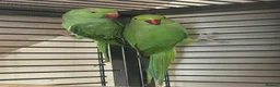 Ringnecks birds for sale: Indian ringnecks for sale  - Advert 4